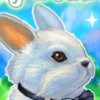 My Rabbit - 