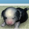 Virtual Puppy - 
