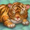 My Baby Tiger - 