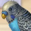 Polly The Parrot - 