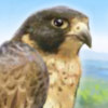 Brave Falcon - 