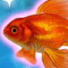 Shining Gold Fish - Play Pet Carrying Games