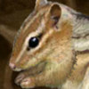 Cute Chipmunk - Pet Carrying Games