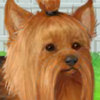 Cute Yorkie - Fun Pet Carrying Games
