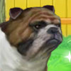 Buddy The Bulldog - Virtual Dog Caring Games