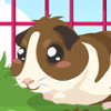 Guinea Pig Care - Pet Care Games For Girls