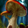 Mushrooms Differences - 